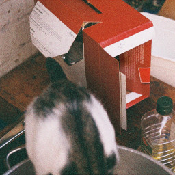 A cat perched on the edge of a large saucepan leans treacherously in amongst a chaotic kitchen